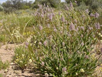 tn_ptilotus_nobilis_ydsc01910.jpg