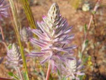 tn_ptilotus_nobilismu_dscf3511.jpg