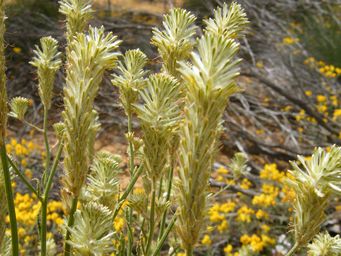 tn_ptilotus_polystachysmudscf3530.jpg