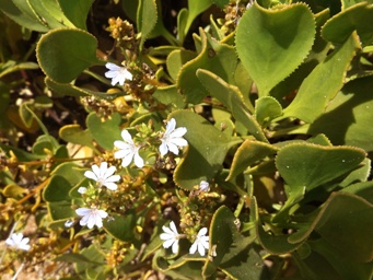 tn_scaevola_crassifolia_dscf7704c.jpg