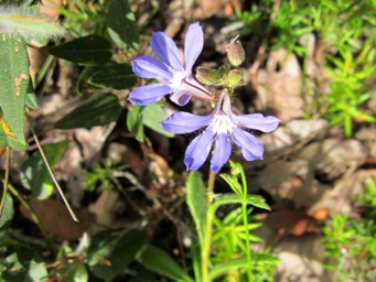 tn_scaevola_glanduliferaimg_4246c.jpg