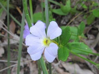 tn_scaevola_img_3703.jpg