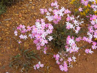 tn_schoenia_cassiniana_mudscf3525.jpg