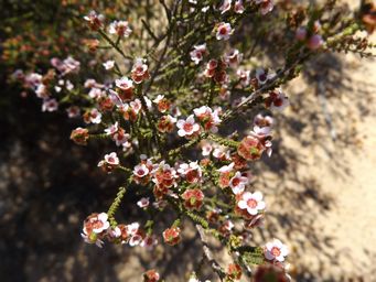 tn_scholtzia_laxiflora_k_dscf0137.jpg