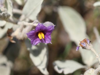 tn_solanum_ajimg_1695.jpg