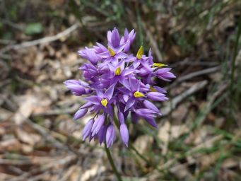 tn_sowerbaea_laxifloradscf0887.jpg