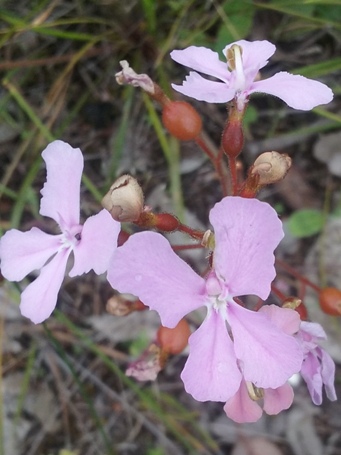 tn_stylidium_affine_112858.jpg