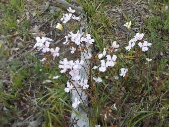 tn_stylidium_affinedscf5186.jpg