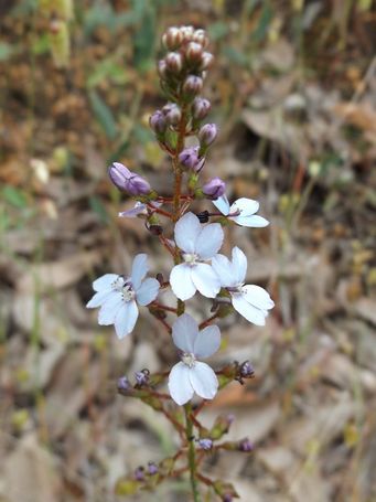 tn_stylidium_amoenum_dscf1569.jpg