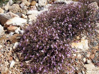 tn_stylidium_bulbiferumsdsc01835c.jpg