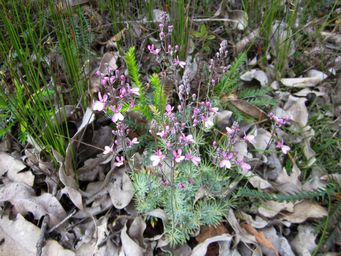 tn_stylidium_tenueimg_3613c.jpg