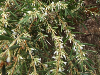 tn_styphelia_propinqua_1.jpg