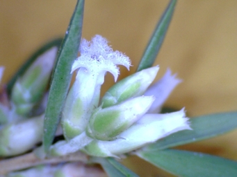 tn_styphelia_propinqua_magnified.jpg