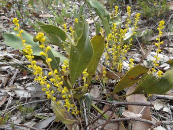tn_synaphea_gracillima_dscf0218c.jpg