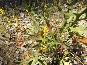 tn_synaphea_gracillimadscf6005.jpg