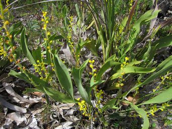 tn_synaphea_gracillimaimg_3596.jpg
