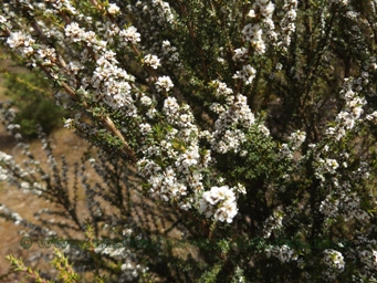 tn_taxandria_parvicepsdscf5681.jpg