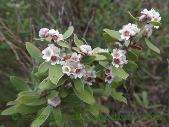 tn_taxandria_was_agonis_marginata_dscf2253c.jpg