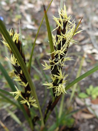 tn_tetraria_octandra_maybe_dscf9815.jpg