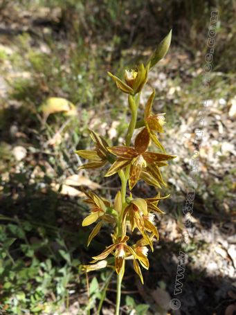 tn_thelymitra_fuscolutea.jpg