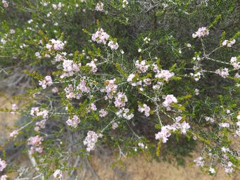 tn_thryptomene_australis_dscf0586.jpg