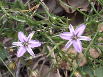 tn_thysanotus_manglesianus_dscf0881.jpg