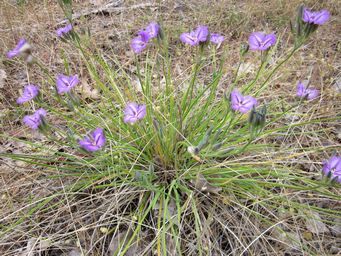 tn_thysanotus_multiflorusimg_3642.jpg