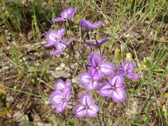 tn_thysanotus_tenellus_dscf1617.jpg