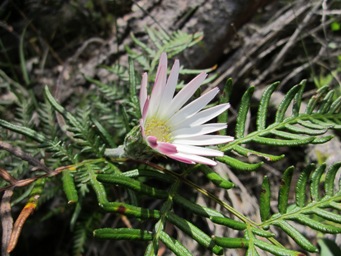 tn_trichocline_spathulataimg_4279.jpg