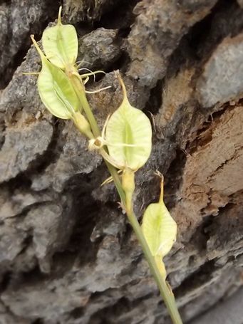 tn_tripterococcus_brunonis_dscf2464.jpg