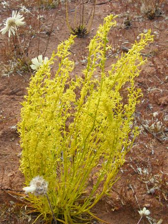 tn_tripterococcus_brunonis_mudscf3508.jpg