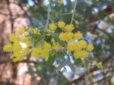 227_acacia_baileyana_img_8899c.jpg