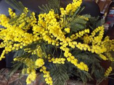 227_acacia_decurrens_dscf8984.jpg