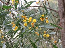 227_acacia_img_4873c.jpg