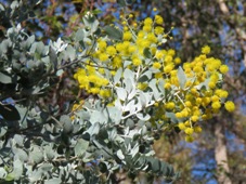 227_acacia_img_8902c.jpg