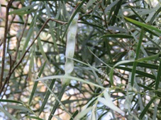 227_acacia_iteaphylla_img_0064.jpg