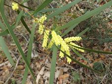 227_acacia_longifolia_dscf4458.jpg