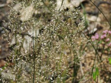 227_aira_caryophyllea_silver_grass_img_8765.jpg