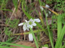 227_allium_triquetrum_img_6652.jpg