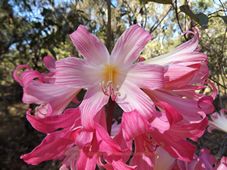 227_amaryllis_belladonna_dscf3288.jpg
