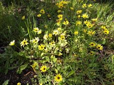 227_arctotheca_calendula_cape_weed_dscf0569c.jpg