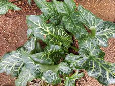 227_arum_italicum_foliage_144812c.jpg