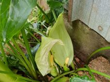 227_arum_italicum_variegated_foliage_4c.jpg