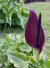 227_arum_palaestinum_4311857783172497408_nc.jpg