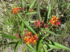227_asclepias_curassavicadsc05407c.jpg