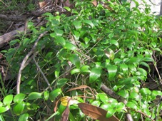 227_asparagus_asparagoides_bridal_creeper_img_2589c.jpg