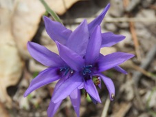 227_babiana_stricta_img_5909c.jpg