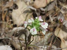 227_bartsia_trixago_img_8406.jpg