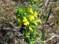 227_bellardia_viscosa_img_6017.jpg