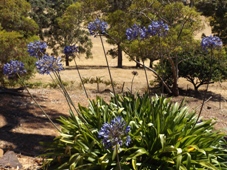 227_blue_agapanthus_dscf2509c.jpg